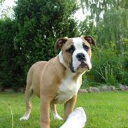 Olde english bulldogge Bryde`s Merlin