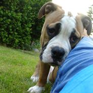 Olde english bulldogge Bryde`s Merlin