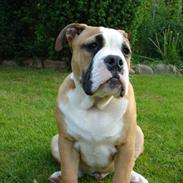 Olde english bulldogge Bryde`s Merlin