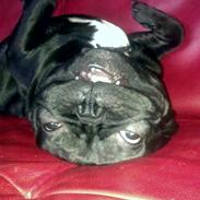 Fransk bulldog Lille Ibsen