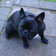 Fransk bulldog Lille Ibsen