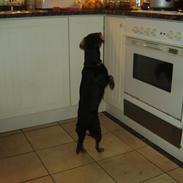 Tysk jagtterrier Cille <33