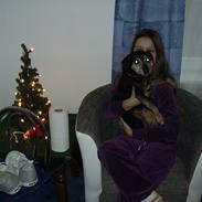 Tysk jagtterrier Cille <33