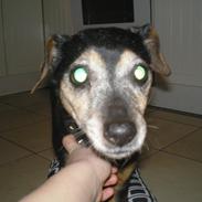 Tysk jagtterrier Cille <33