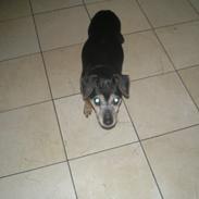 Tysk jagtterrier Cille <33