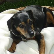 Tysk jagtterrier Cille <33