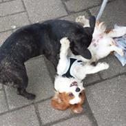 Cavalier king charles spaniel Merle