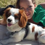 Cavalier king charles spaniel Merle