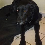 Blanding af racer Max (Maxen berg) Himmelhund