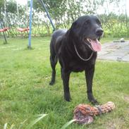 Blanding af racer Max (Maxen berg) Himmelhund