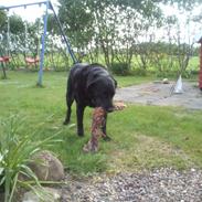 Blanding af racer Max (Maxen berg) Himmelhund