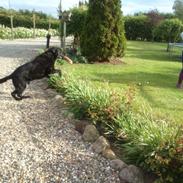 Blanding af racer Max (Maxen berg) Himmelhund