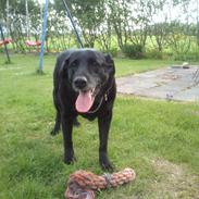 Blanding af racer Max (Maxen berg) Himmelhund