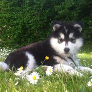 Siberian husky Russel