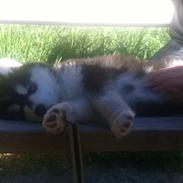 Siberian husky Russel