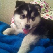 Siberian husky Russel