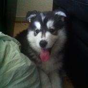 Siberian husky Russel