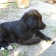 Blanding af racer Mark Twain