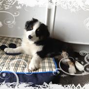 Australian shepherd Hamish