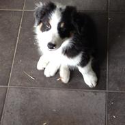 Australian shepherd Hamish