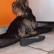 Yorkshire terrier Trunte/Tola<3