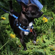 Chihuahua Lukas