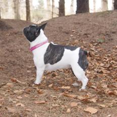 Fransk bulldog Zia Mulje´s Ella Enebarn