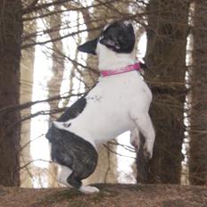 Fransk bulldog Zia Mulje´s Ella Enebarn