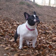 Fransk bulldog Zia Mulje´s Ella Enebarn