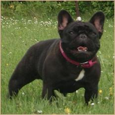 Fransk bulldog Bullystyle´s Fille D´Amore (Beté)