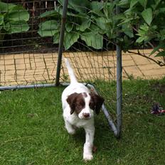 Field Trial spaniel Roxy