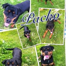 Rottweiler Packo