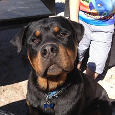 Rottweiler Packo