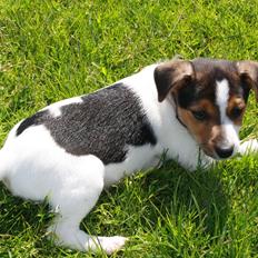 Dansk svensk gaardhund Milo