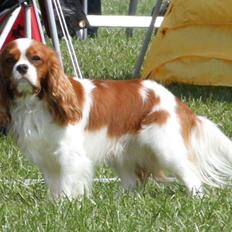 Cavalier king charles spaniel Amazing  Jetliners "Oskar" himmelhund