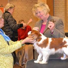 Cavalier king charles spaniel Amazing  Jetliners "Oskar" himmelhund