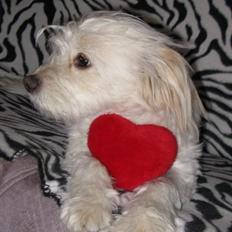 Blanding af racer Molly