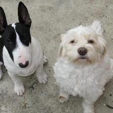 Blanding af racer Molly