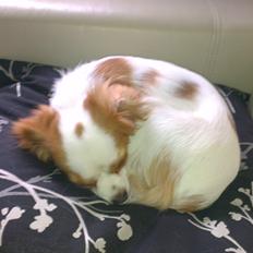 Cavalier king charles spaniel Bailey