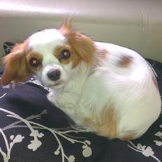 Cavalier king charles spaniel Bailey