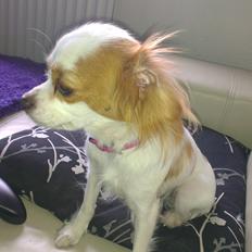 Cavalier king charles spaniel Bailey