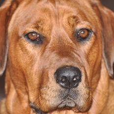 Blanding af racer Dina