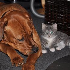 Blanding af racer Dina