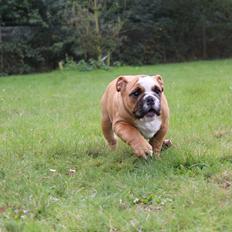 Engelsk bulldog Nobozz Maximus aka Maxi Børge