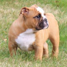 Engelsk bulldog Nobozz Maximus aka Maxi Børge