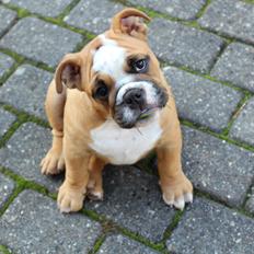 Engelsk bulldog Nobozz Maximus aka Maxi Børge