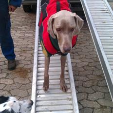 Blanding af racer Millie R.I.P. 16/9/2012