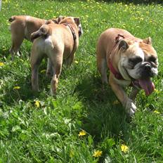 Engelsk bulldog Otto