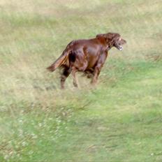Irsk setter Røskva