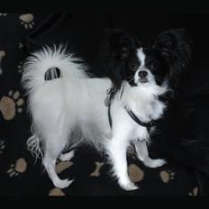 Papillon Zanni's Alicia